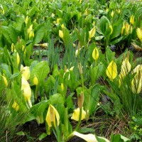 American Skunk Cabbage